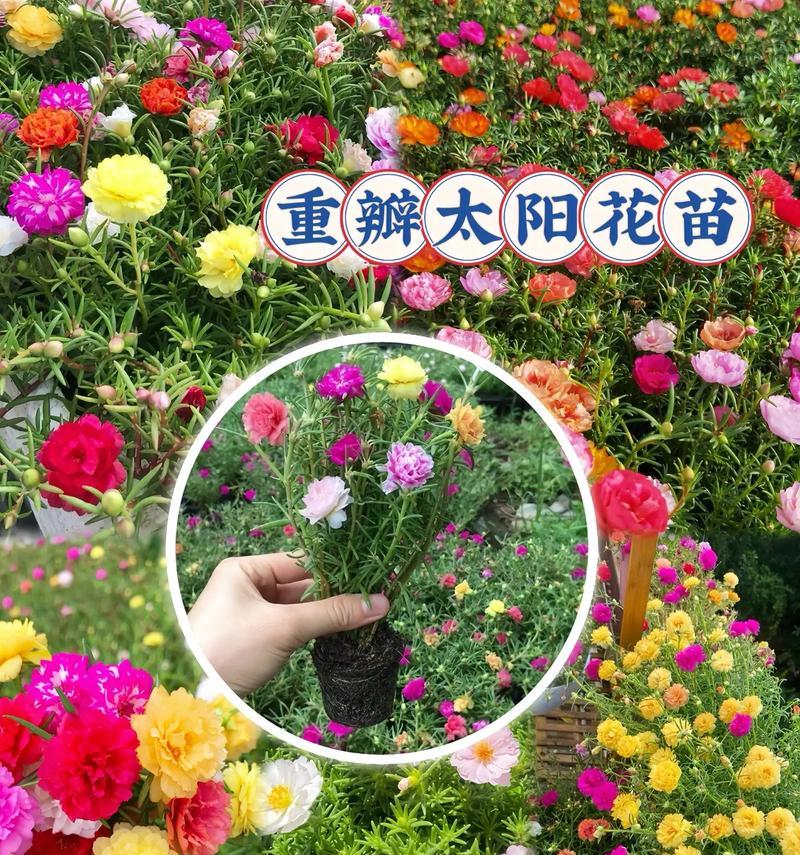 三朵太阳花代表什么？太阳花的寓意是什么？