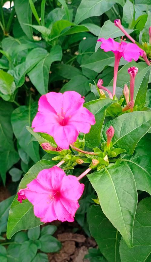 茉莉花黄色花语及寓意是什么？黄色茉莉花代表了什么？