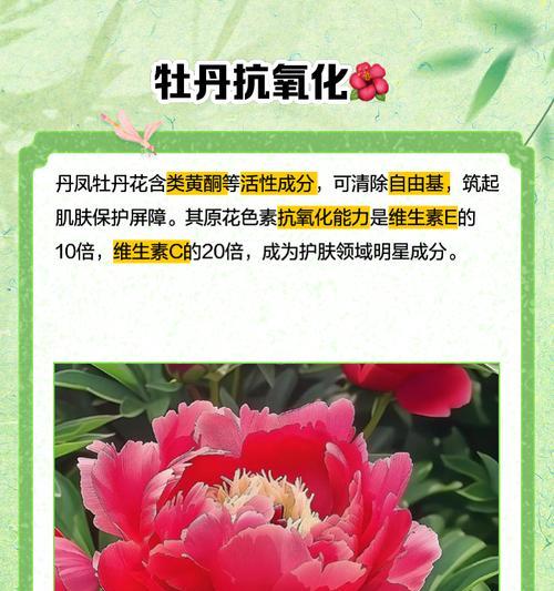 牡丹花品种五心红有何特点？五心红牡丹的养护方法是什么？