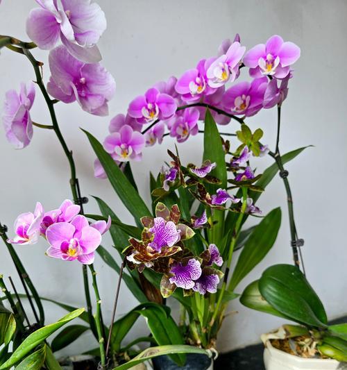 室内玫瑰花为何总是生机勃勃？