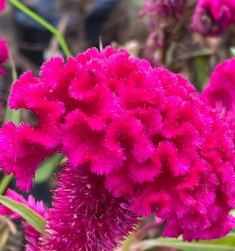 鸡冠花的花语有哪些？它在花语中代表什么？