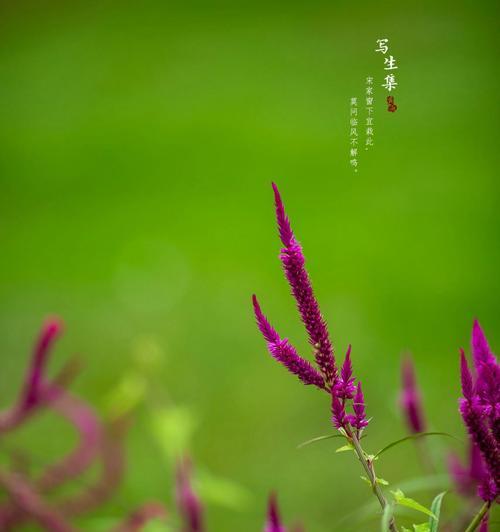 鸡冠花的花语有哪些？它在花语中代表什么？