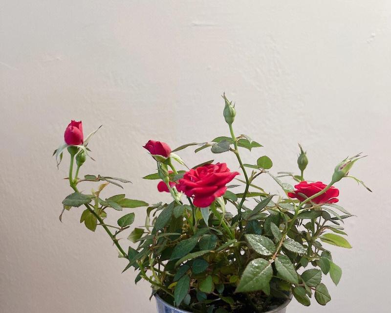 室内玫瑰花为何总是生机勃勃？