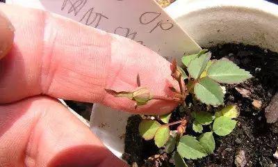 玫瑰花繁植怎么养活的？繁殖过程中的关键点是什么？