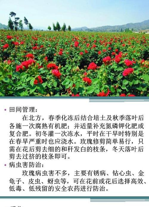 玫瑰花繁植怎么养活的？繁殖过程中的关键点是什么？