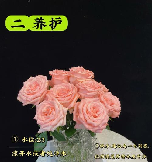戴安娜玫瑰花的养殖方法是什么？