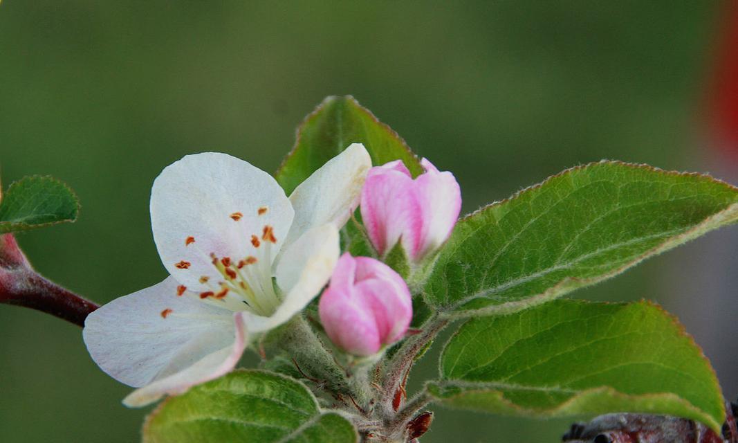 哪种花代表偏心？
