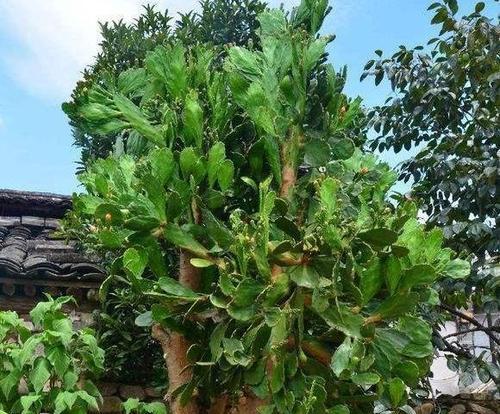无子红果仙人掌的种植步骤是什么？