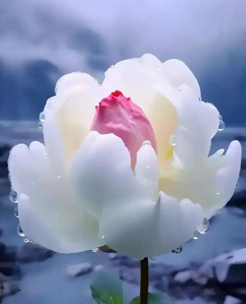 莲蓬花的花语代表了什么？