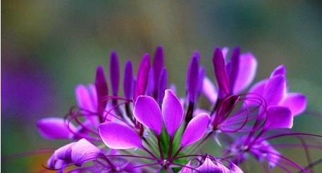 甜蜜的笑花语代表什么？