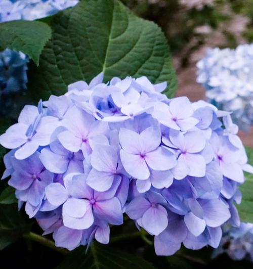 甜蜜的笑花语代表什么？