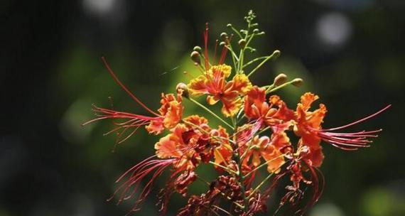 哪些花具有凄美的花语？它们代表什么？
