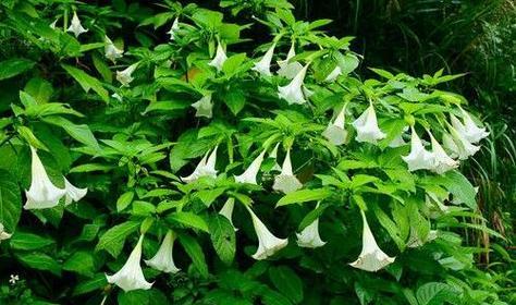 哪些花具有凄美的花语？它们代表什么？