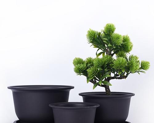 鼠尾仙人球的花盆选择有哪些技巧？