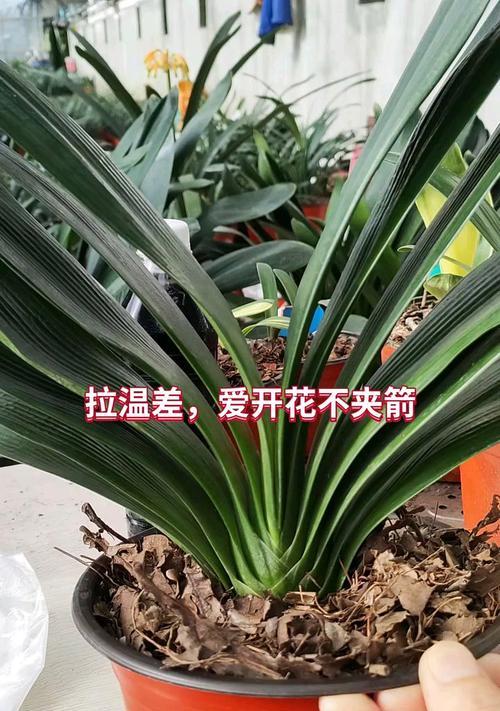 君子兰出花箭后多久会开花？如何加速开花过程？