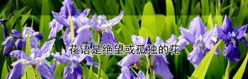 曾经看过的花语有哪些？它们代表了什么？