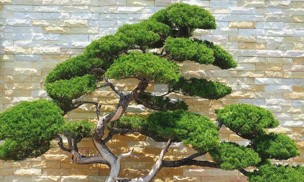 君子兰盆栽花蓝色叶子的原因是什么？