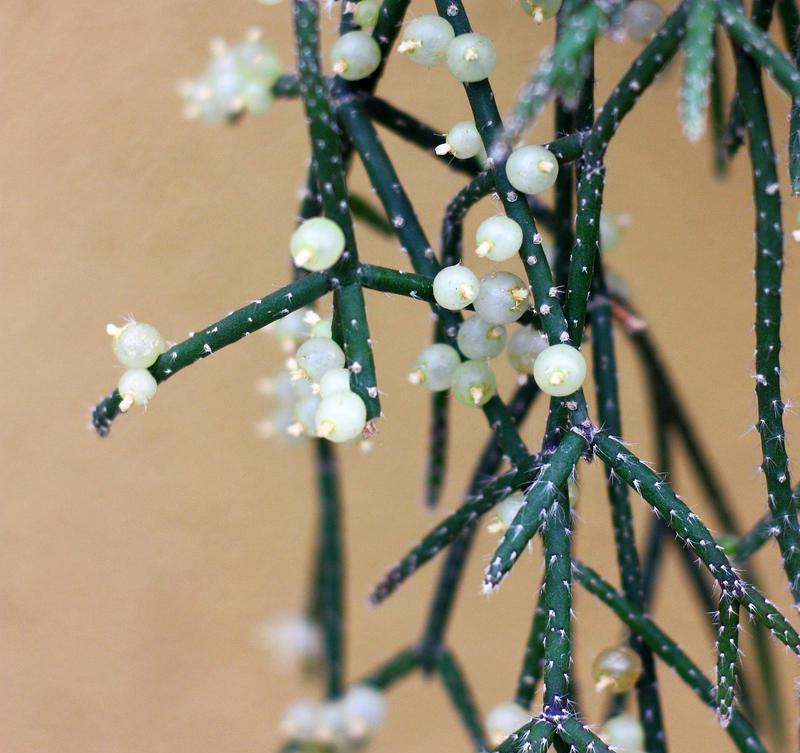 雪柳干花的花语与寓意是什么？它象征着什么？