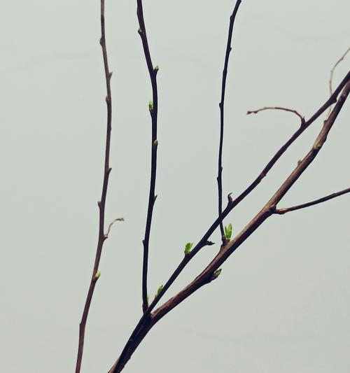 雪柳干花的花语与寓意是什么？它象征着什么？