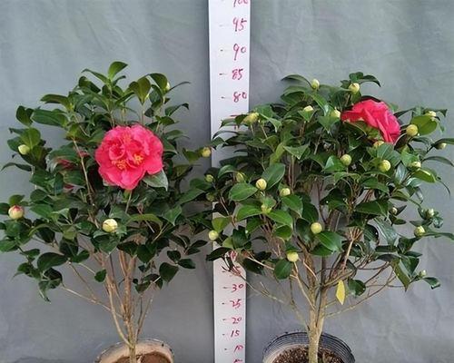盆栽牡丹花如何选择？选择时应注意哪些要点？