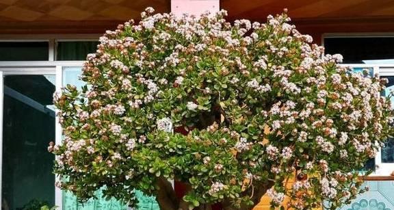 盆栽牡丹花如何选择？选择时应注意哪些要点？