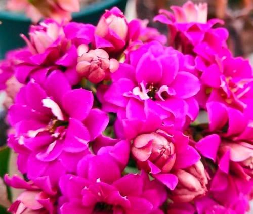 墨绿玫瑰的花语代表什么？墨绿玫瑰花语的含义是什么？
