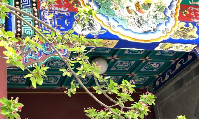 春日美好时光的花语有哪些？