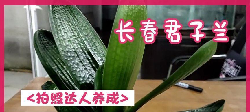 君子兰小娃娃的养护方法是什么？