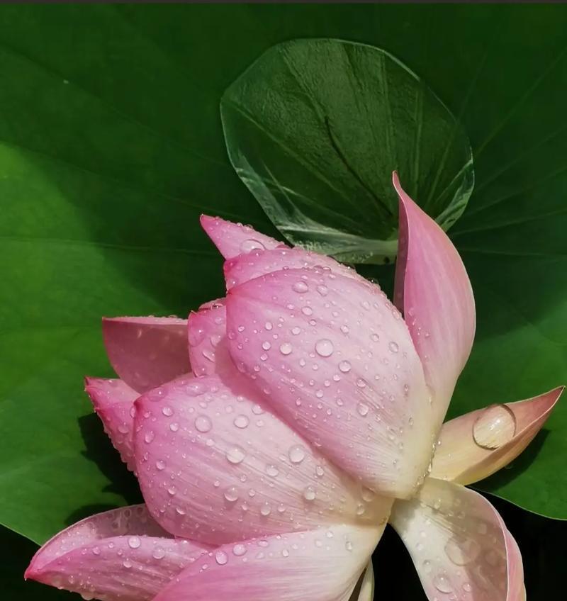 彼岸花开放的花语含义是什么？荷花的花语代表什么？