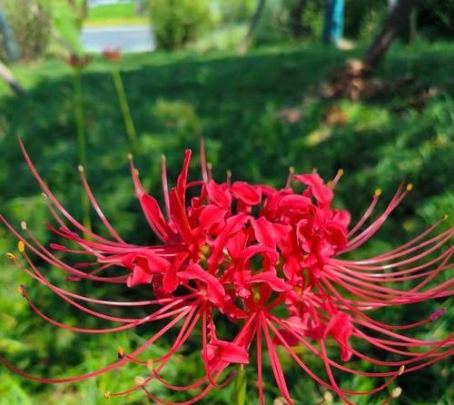 彼岸花开放的花语含义是什么？荷花的花语代表什么？