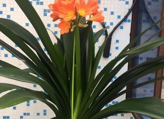 君子兰种植困难吗？君子兰的正确养护方法是什么？
