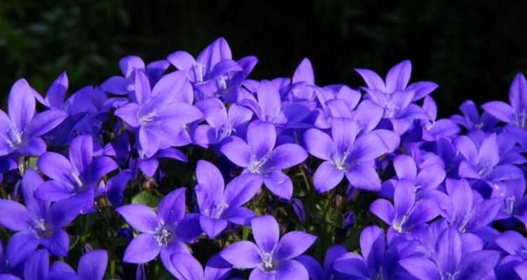 校服通常象征着什么？它的花语和寓意是什么？