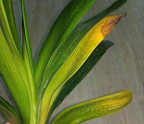 君子兰种植困难吗？君子兰的正确养护方法是什么？