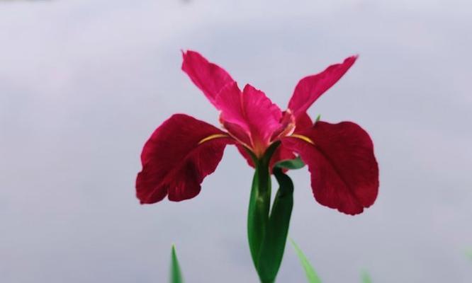 花菖蒲的日本花语是什么？它代表了怎样的情感？