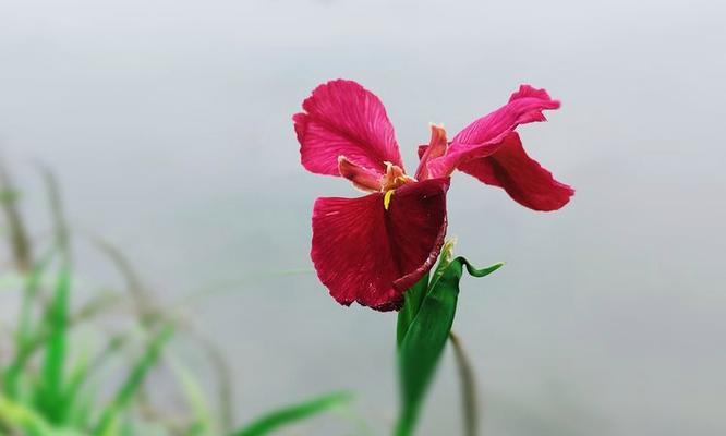 花菖蒲的日本花语是什么？它代表了怎样的情感？