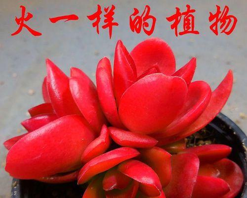 君子兰金刚红叶片开花后如何处理？