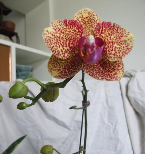 君子兰金刚红叶片开花后如何处理？