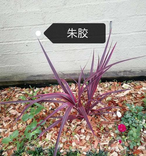 君子兰金刚红叶片开花后如何处理？