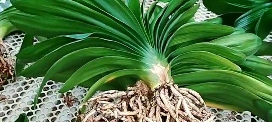君子兰弯芽子种植需要注意哪些问题？