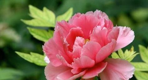 网络用语“花痴”的花语含义是什么？