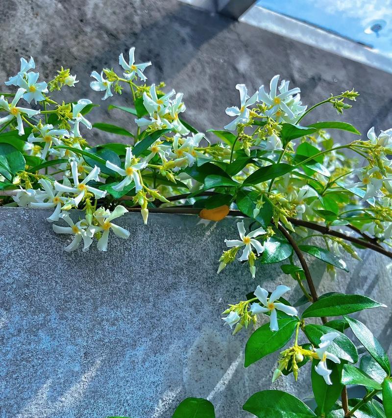 网络用语“花痴”的花语含义是什么？