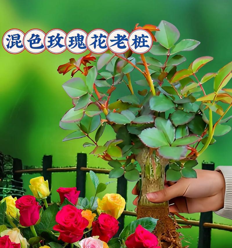 混合玫瑰花养护的秘诀是什么？