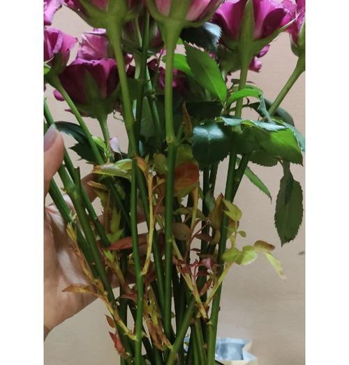混合玫瑰花养护的秘诀是什么？