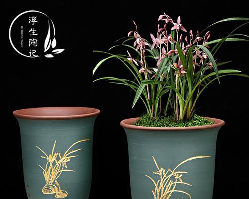 透明塑料盆适合君子兰吗？如何养护？