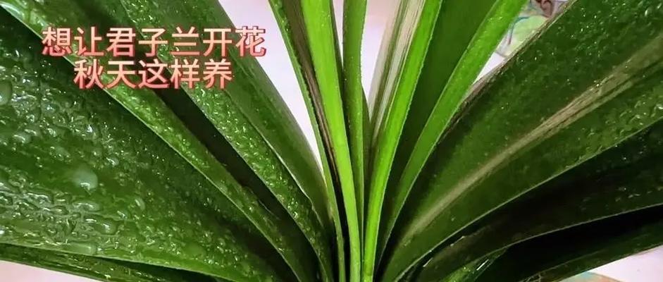 透明塑料盆适合君子兰吗？如何养护？