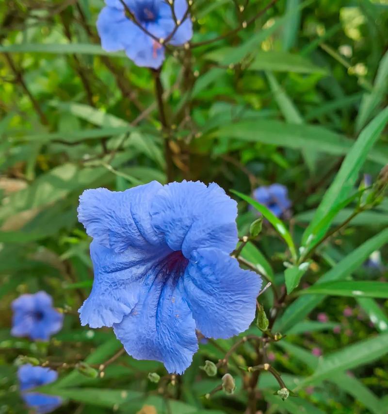 意林蓝漠的花语是什么？它象征着什么？
