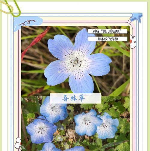 意林蓝漠的花语是什么？它象征着什么？