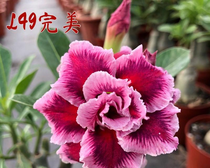 沙漠玫瑰花最好看的品种是什么？