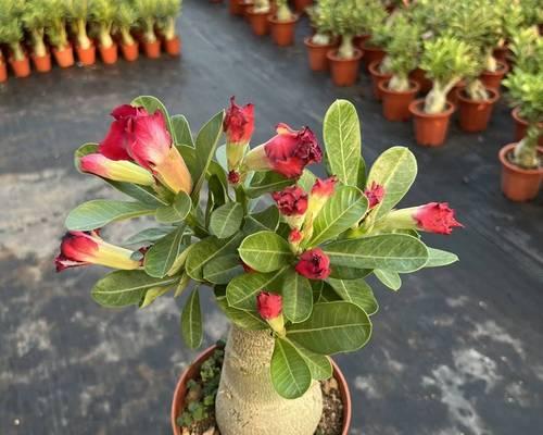 沙漠玫瑰花最好看的品种是什么？