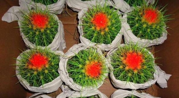 绿色种仙人球的花盆名称是什么？